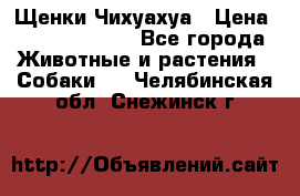 Щенки Чихуахуа › Цена ­ 12000-15000 - Все города Животные и растения » Собаки   . Челябинская обл.,Снежинск г.